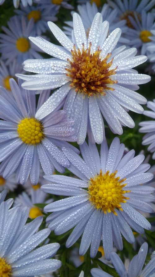 Cool Phone Wallpapers with Picture of Wet White Daisy Flower