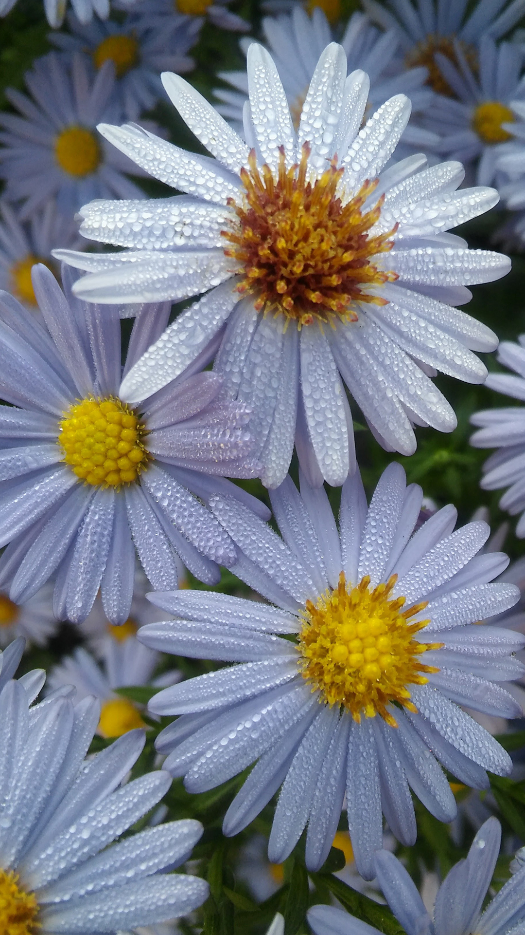 Cool Phone Wallpapers with White Daisy Flower and Water ...