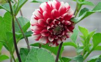 Picture of Dahlia Flower in 4K Ultra HD in 3840x2160