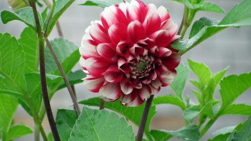 Picture of Dahlia Flower in 4K Ultra HD in 3840x2160