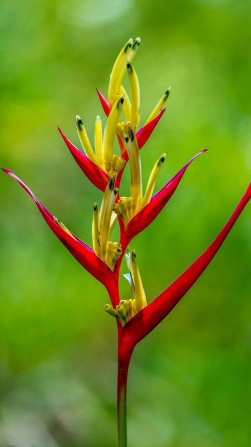 Free Nature Wallpaper for Android Phones with Heliconia Flower
