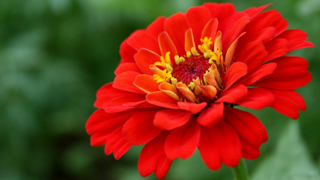 High Resolution Picture of Red Zinnia Flower - HD Wallpapers