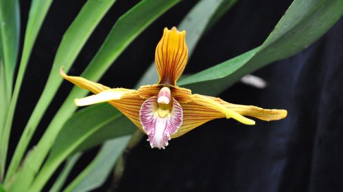 Maxillaria Orchid Flower for Customizing Desktop Wallpaper