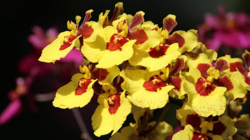 Oncidium orchids Picture in 4K