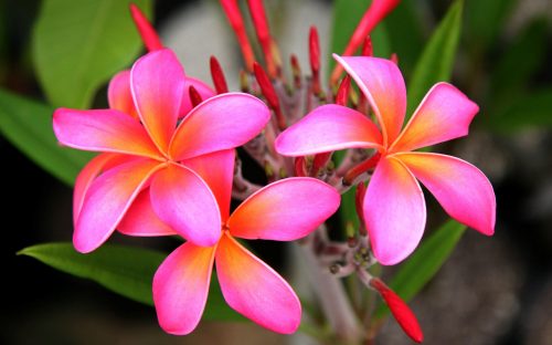 Picture of pink Plumeria flower in HD quality