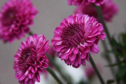 Purple Chrysanthemum Picture for Wallpaper
