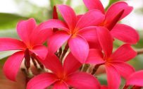 High resolution picture of red Plumeria flower for wallpaper