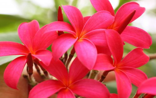 High resolution picture of red Plumeria flower for wallpaper