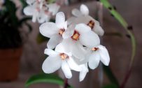 Picture of natural Sarcochilus orchids in HD Quality