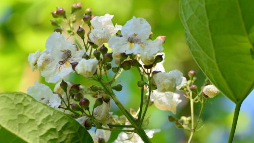 catalpa flowers in close up