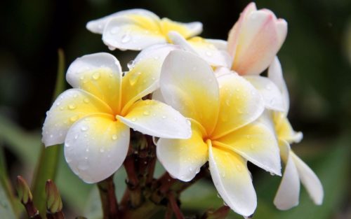High Resolution Picture of Plumeria Flower in Close Up