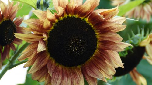 Unique Sunflower Picture in 4K for Nature Wallpaper