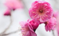 Free Download of Shade Pink Cherry Flower Picture in HD for Wallpaper