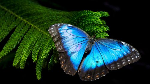 High Resolution Morpho Butterfly Wallpaper for Desktop Background