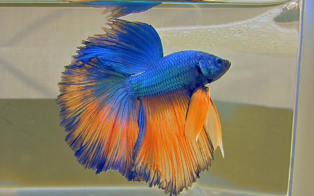 Blue and Orange Halfmoon Betta Fish Picture for Wallpaper - HD