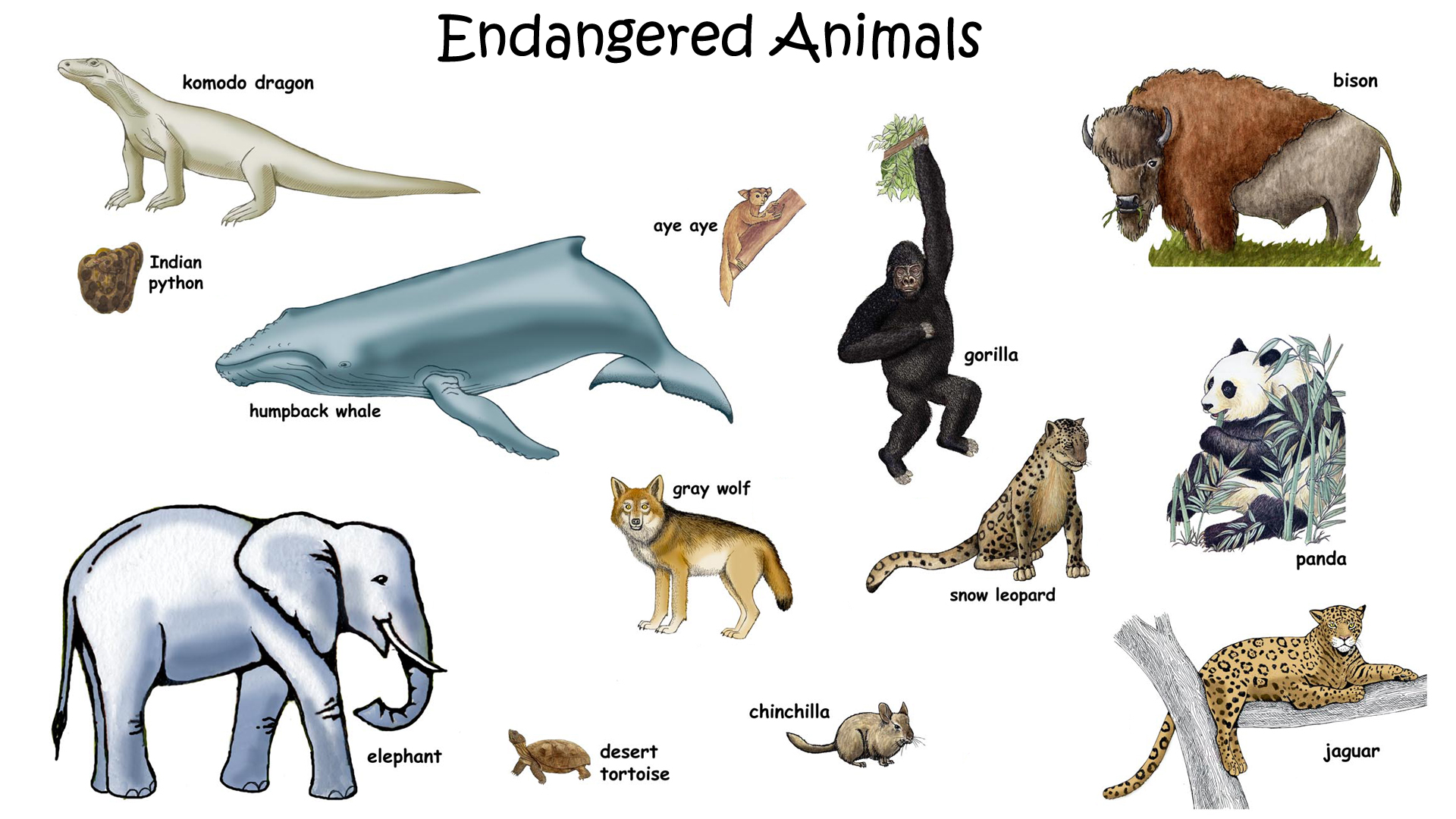 Name Of The Endangered Animals