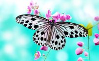 Free download of fantasy butterfly wallpaper 01 of 10 - black and white