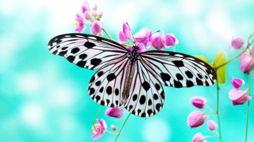 Free download of fantasy butterfly wallpaper 01 of 10 - black and white