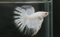 Albino Betta Fish Picture (10) - Red Eye Crown Tails