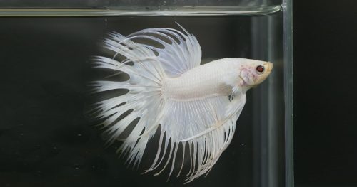 Albino Betta Fish Picture (10) - Red Eye Crown Tails