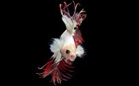White and Red Crown Tail Albino Betta Fish Picture