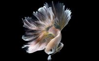Albino Betta Fish Picture (18)