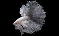 Albino Betta Fish Picture (2)