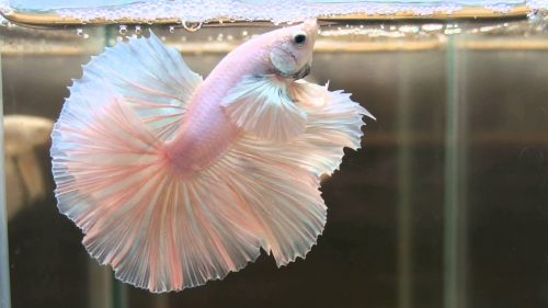 Albino Pink Halfmoon Betta Fish Picture