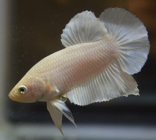 Albino Betta Fish Picture (6)