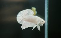Albino Betta Fish Picture (7)