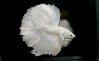 Albino Betta Fish Picture (8) with Solid White Halfmoon