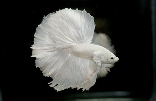 Albino Betta Fish Picture (8) with Solid White Halfmoon