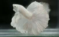 Albino Betta Fish Picture (9) with pinkish white halfmoon