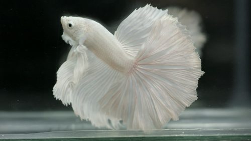 Albino Betta Fish Picture (9) with pinkish white halfmoon