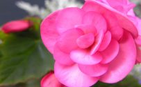 Begonia Flower - Flowers That Look Like Roses