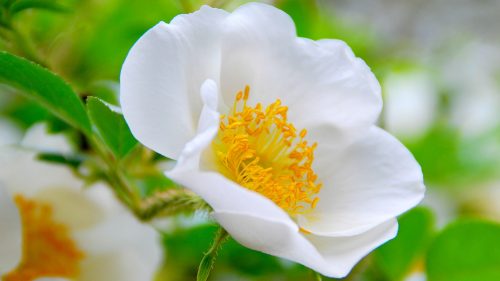 Cherokee Rose Flower for Desktop Background