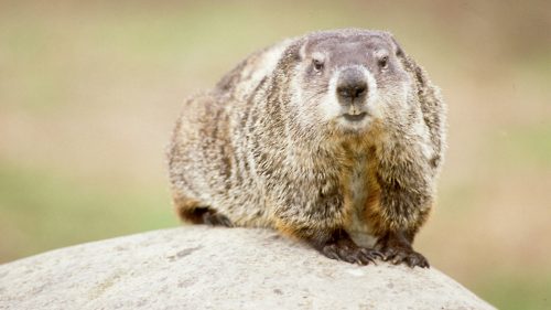 Picture of Cute Groundhog in Nature for Groundhog Day Wallpaper