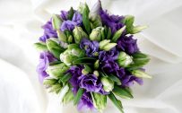Lisianthus white and purple - flowers that look like roses