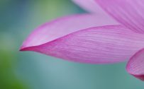 Super High Resolution Images in 4K with Lotus Flower Wallpaper