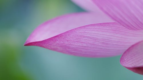 Super High Resolution Images in 4K with Lotus Flower Wallpaper