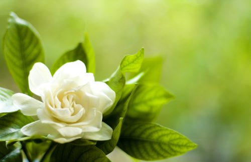 Flowers that look like roses - Gardenia Flower