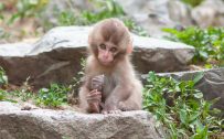 Pictures of baby monkeys in HD 1080p
