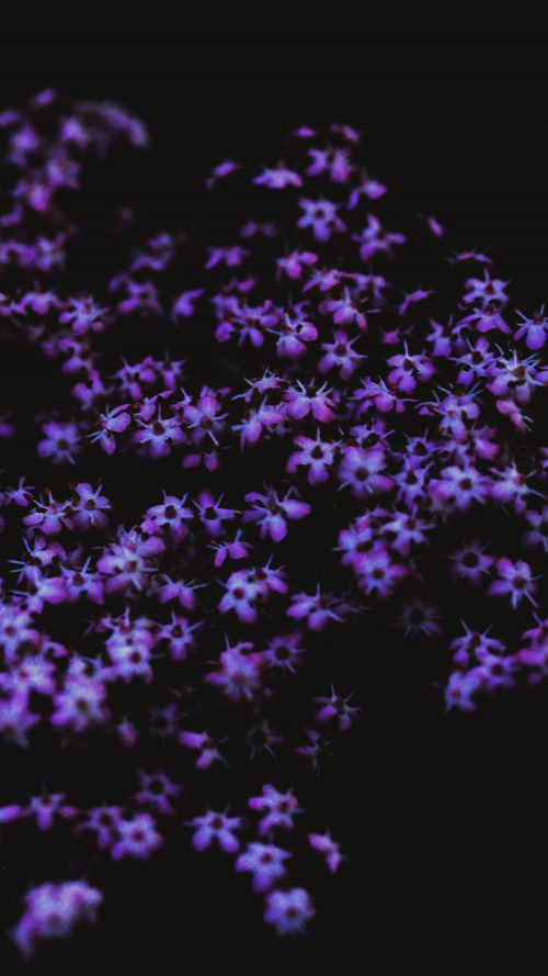 Screensaver for iPhone 7 (5) with purple flowers