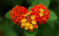 Attachment for Nature Wallpaper with Colorful Flower in Macro Photo Style