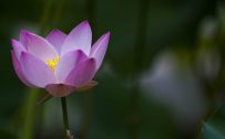 Beautiful Lotus Flowers Wallpapers in HD