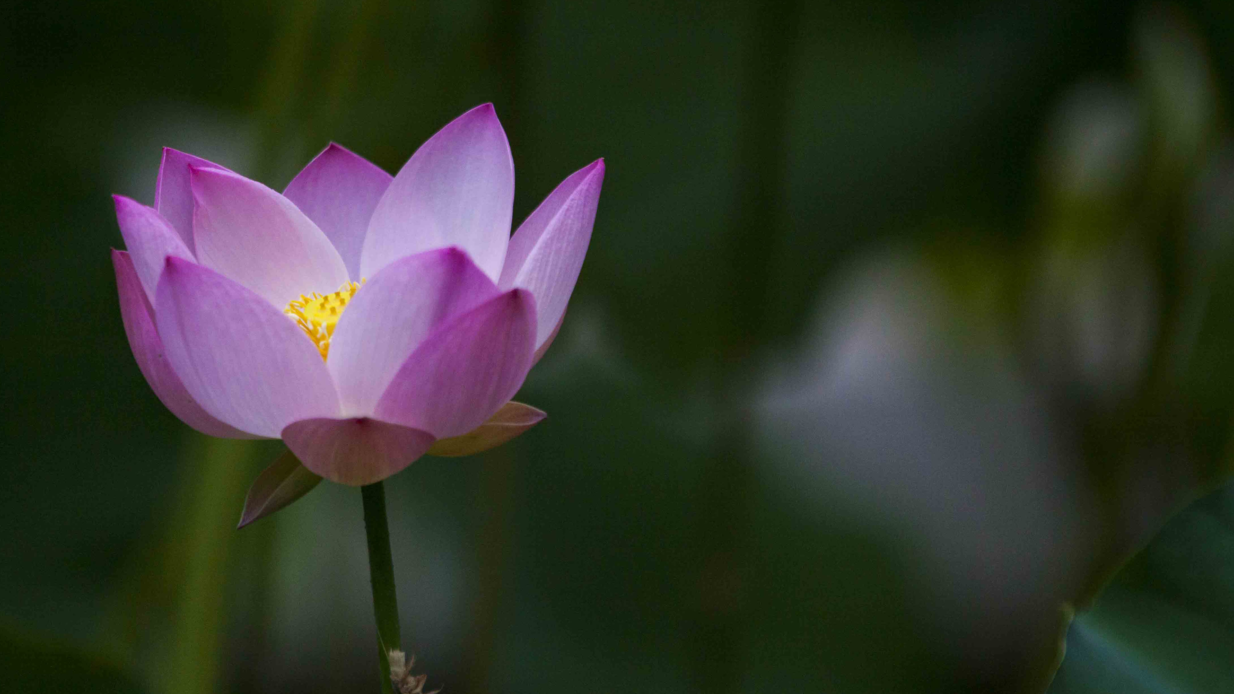 Beautiful Lotus Flower High-Resolution Wallpaper - HD Wallpapers