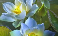 Lotus Flower Wallpaper for Samsung Galaxy Smartphones