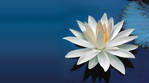 Nature Wallpaper with Beautiful White Lotus Flower