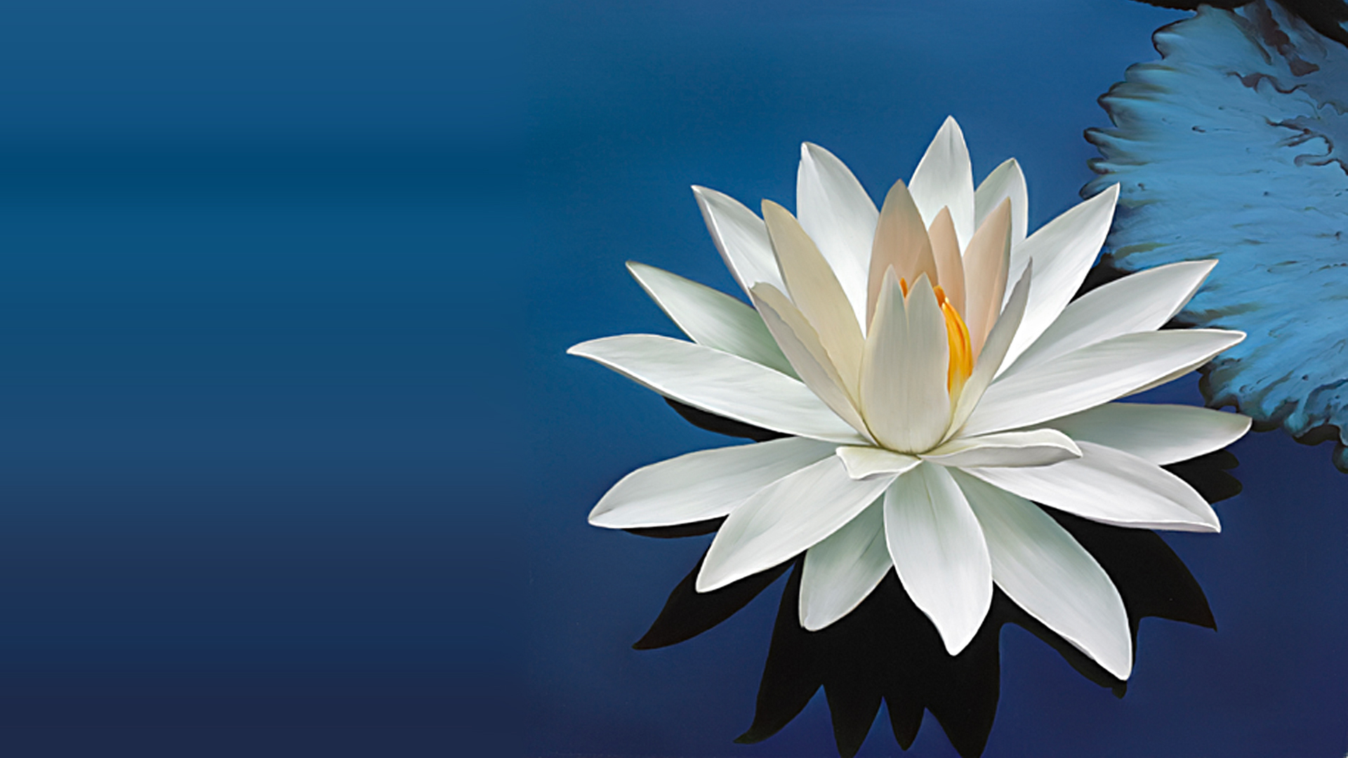 Nature Wallpaper with Beautiful White Lotus Flower - HD Wallpapers