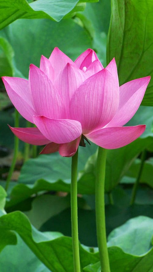 OnePlus 5 Wallpaper with Lotus Flower Background